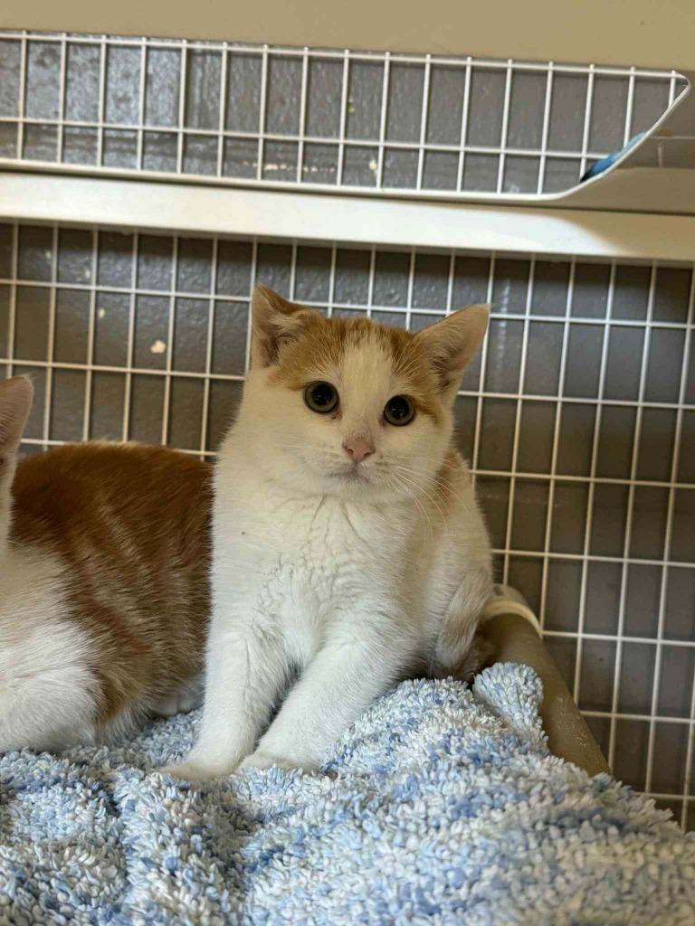 Elfie bonded with Hopper, Adoptable, Kitten Female Domestic Short Hair.