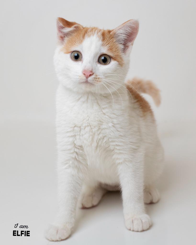 Enlarge Elfie bonded with Hopper, a Adoptable mixed breed in Boone, IA image 2/2