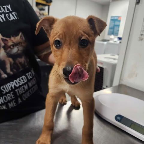 Eisac, a Adoptable Mixed Breed in Fredericksburg, VA image 1/6