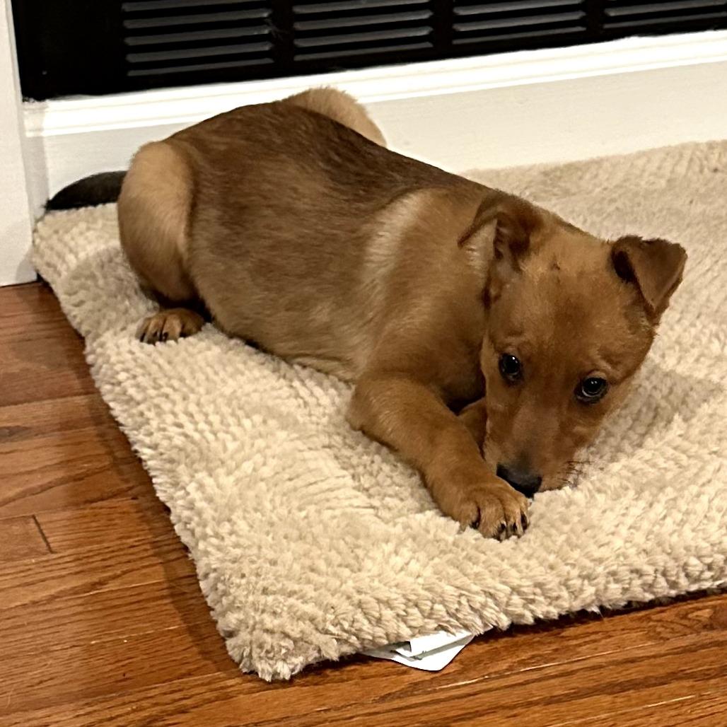 Eisac, a Adoptable Mixed Breed in Fredericksburg, VA image 2/6