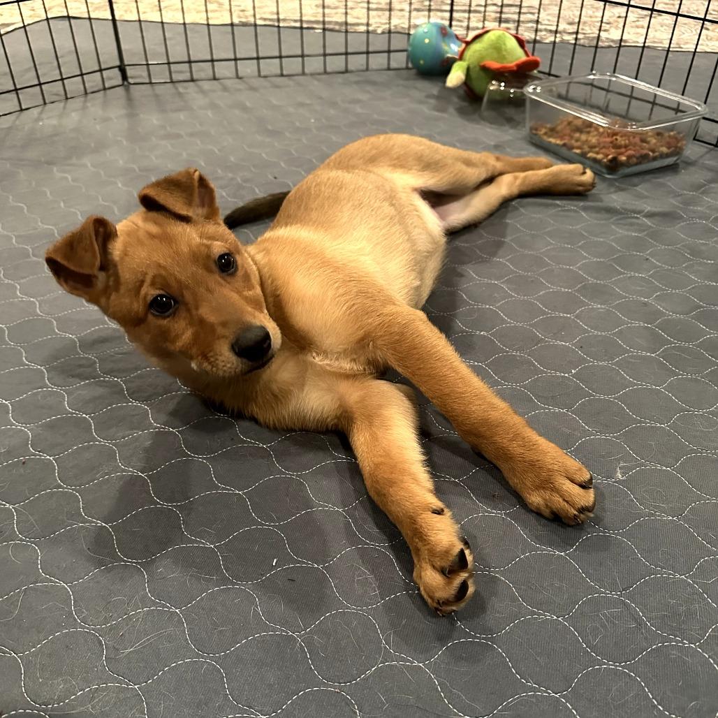 Eisac, a Adoptable Mixed Breed in Fredericksburg, VA image 4/6