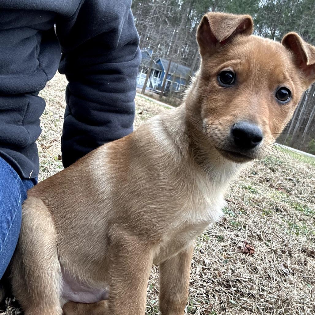 Eisac, a Adoptable Mixed Breed in Fredericksburg, VA image 6/6