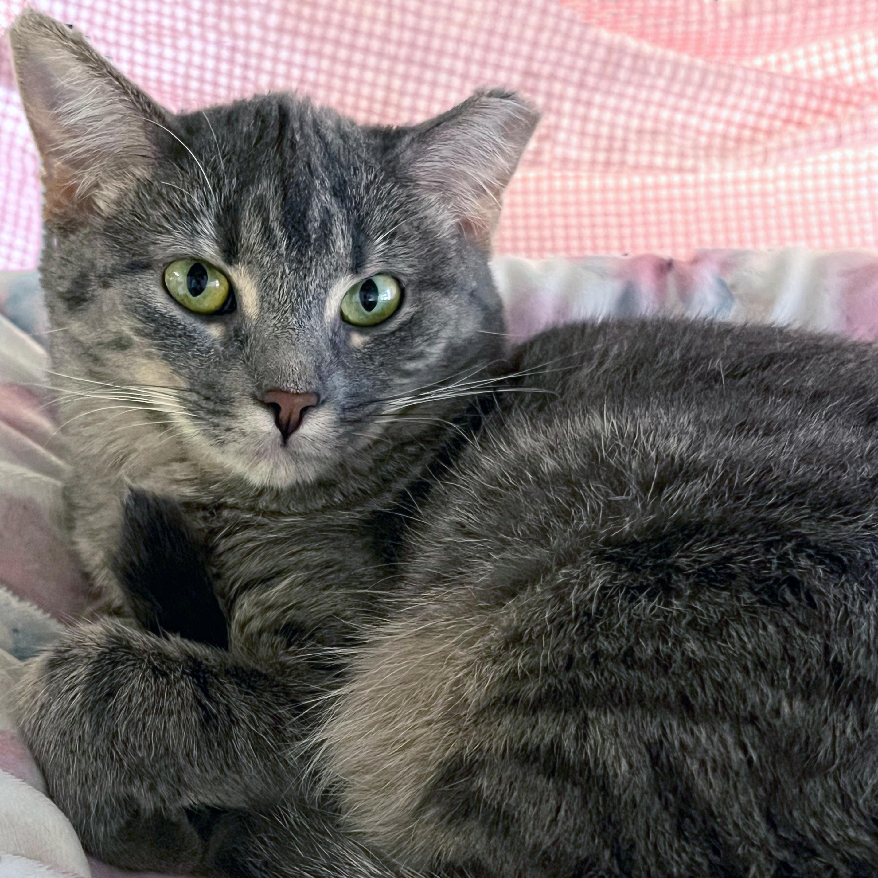 Sour Patch, ADOPTABLE, Young Female Domestic Short Hair.