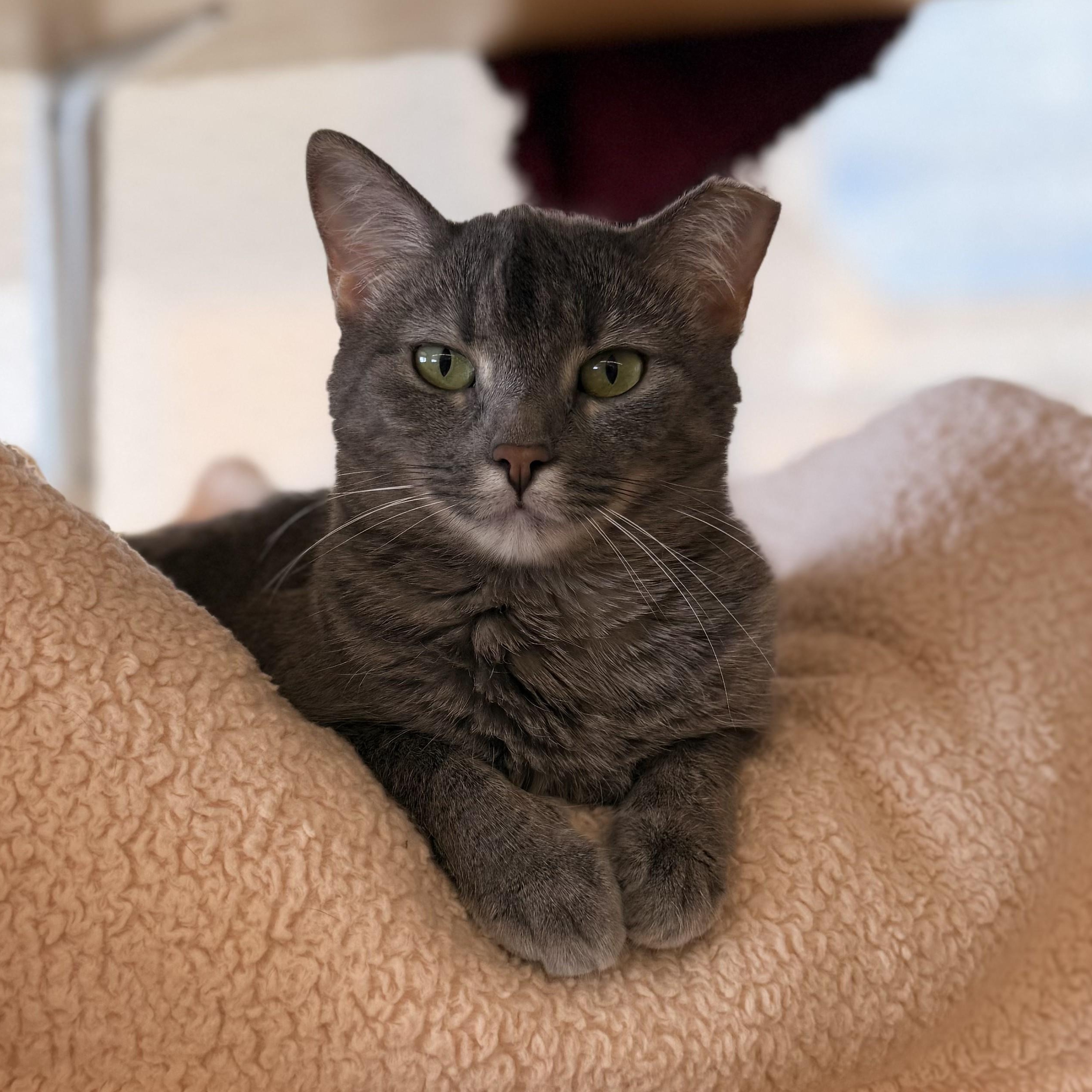 Sour Patch, a ADOPTABLE Domestic Short Hair in St. Louis, MO image 2/2