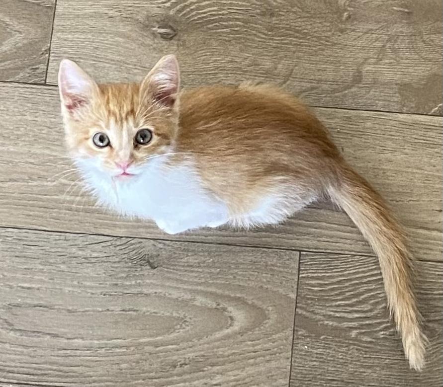 Ritchie, an adoptable Domestic Medium Hair in Gardnerville, NV, 89410 | Photo Image 2