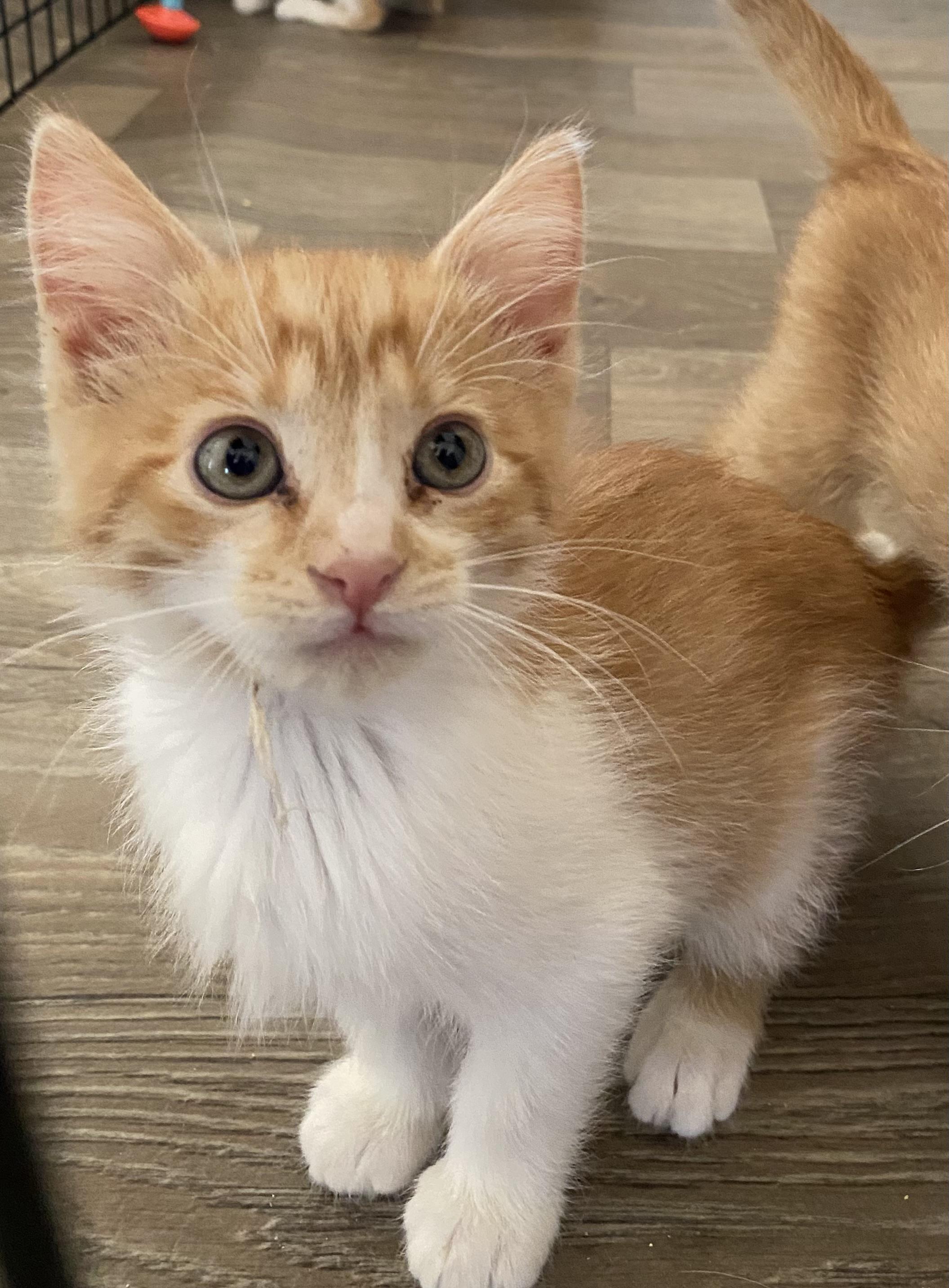 Ritchie, an adoptable Domestic Medium Hair in Gardnerville, NV, 89410 | Photo Image 1