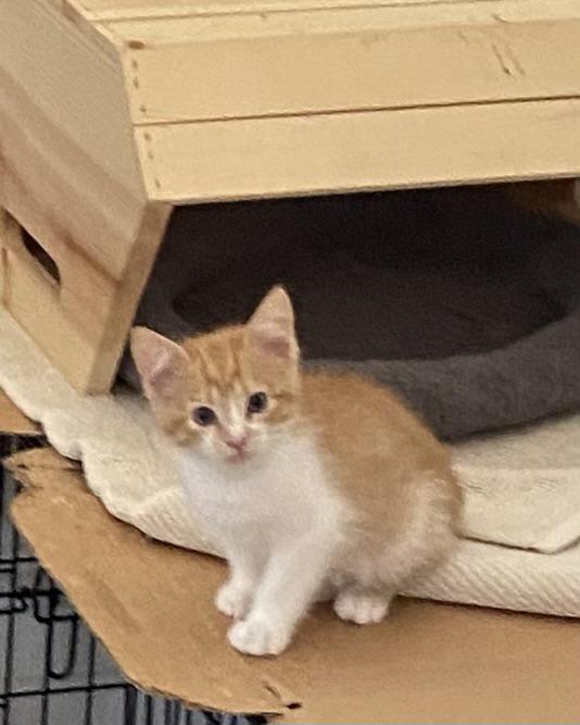 Ritchie, an adoptable Domestic Medium Hair in Gardnerville, NV, 89410 | Photo Image 3