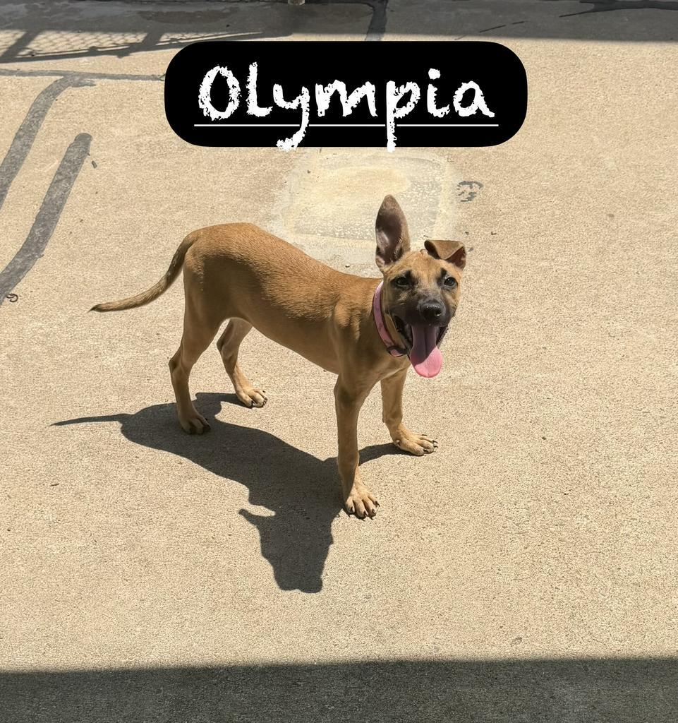 Olympia, Adoptable, Puppy Female Terrier.