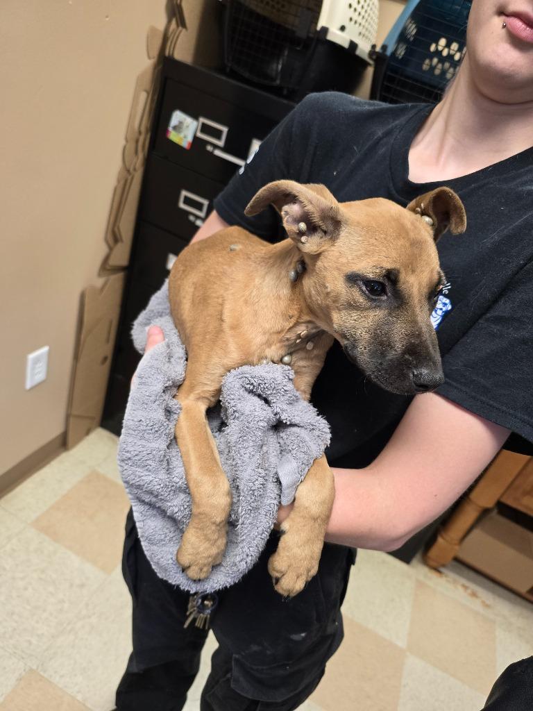 Enlarge Olympia, a Adoptable Terrier in Maumelle, AR image 2/6