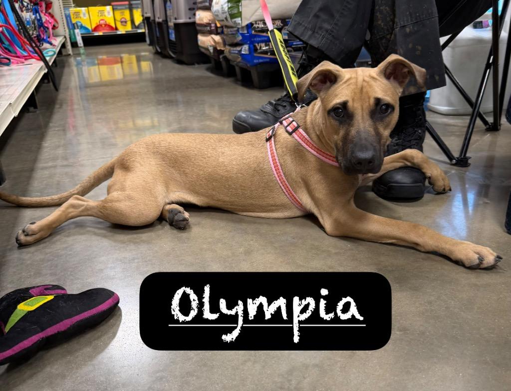 Enlarge Olympia, a Adoptable Terrier in Maumelle, AR image 3/6