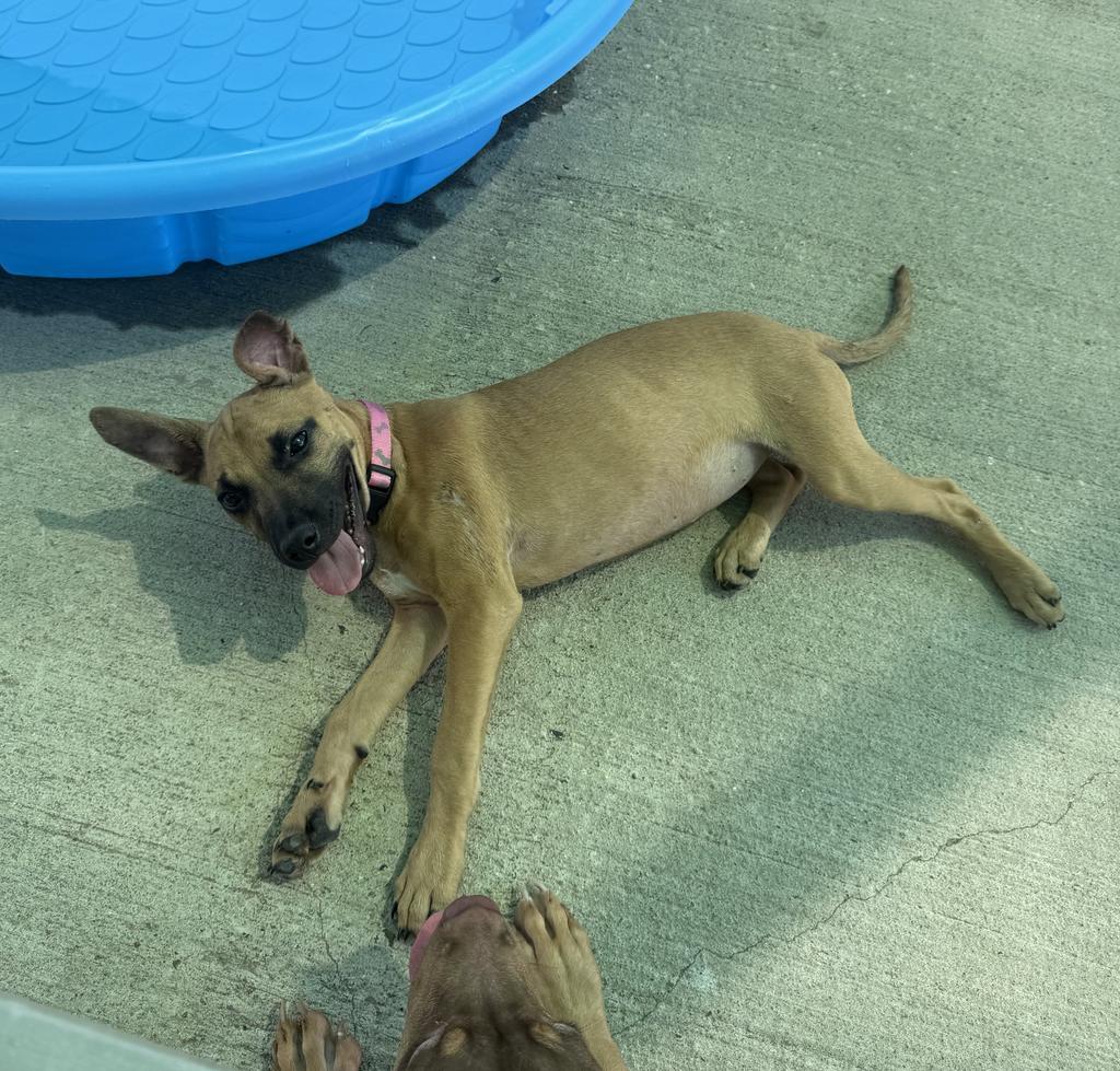 Enlarge Olympia, a Adoptable Terrier in Maumelle, AR image 4/6