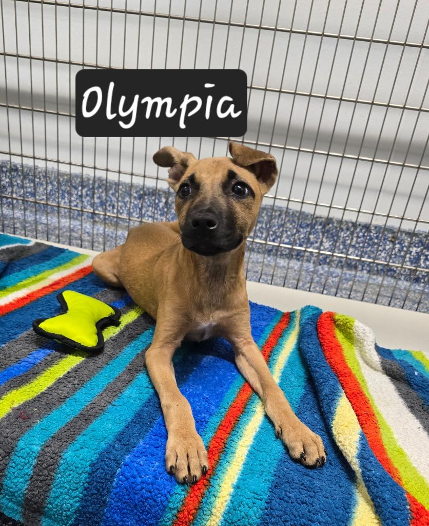 Enlarge Olympia, a Adoptable Terrier in Maumelle, AR image 5/6