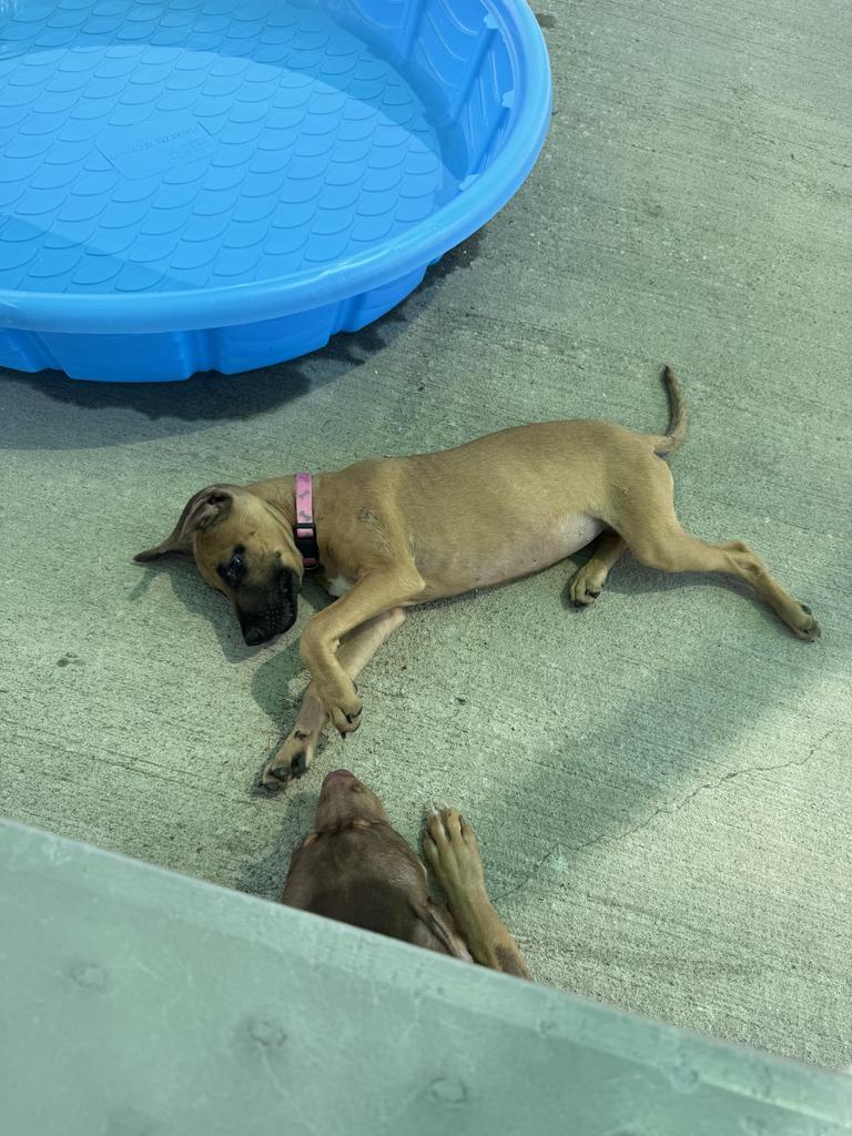 Enlarge Olympia, a Adoptable Terrier in Maumelle, AR image 6/6