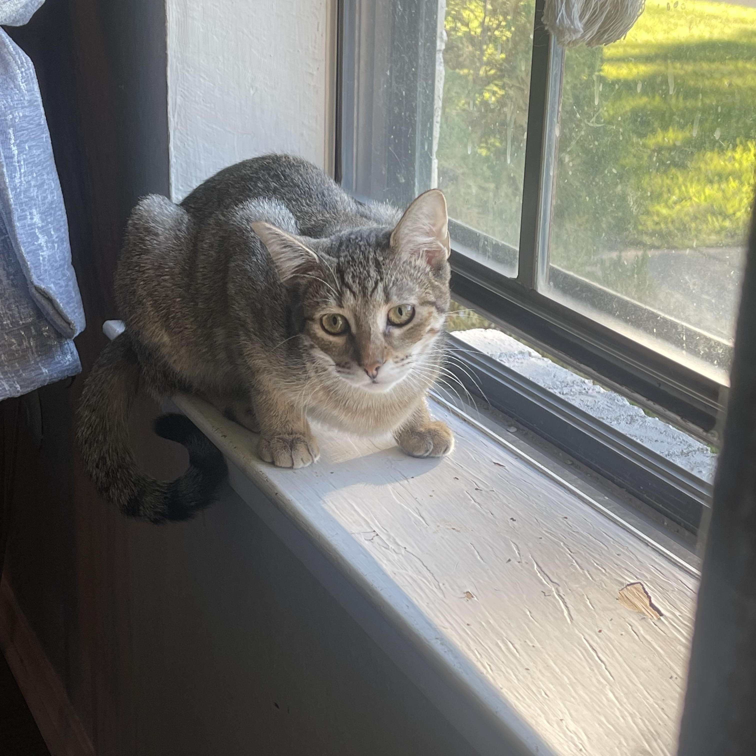 Ruby, Adoptable, Adult Female Domestic Short Hair.