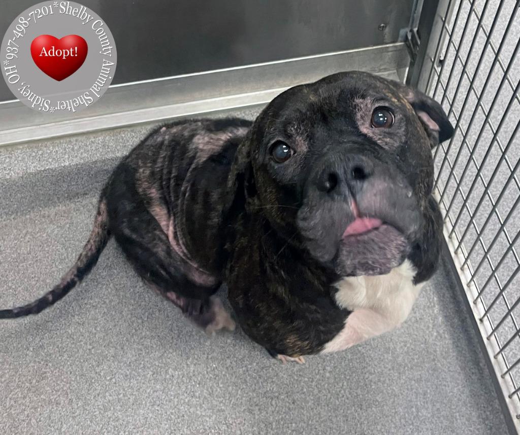 Greta Yrly 226, Adoptable, Adult Female Pit Bull Terrier.