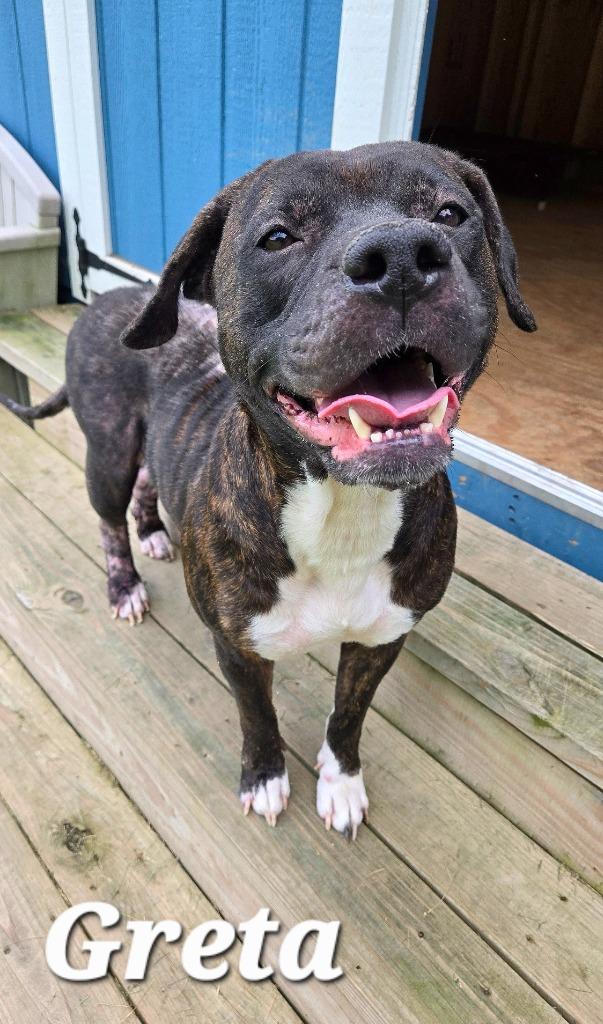 Greta Yrly 226, a Adoptable mixed breed in Sidney, OH image 2/6