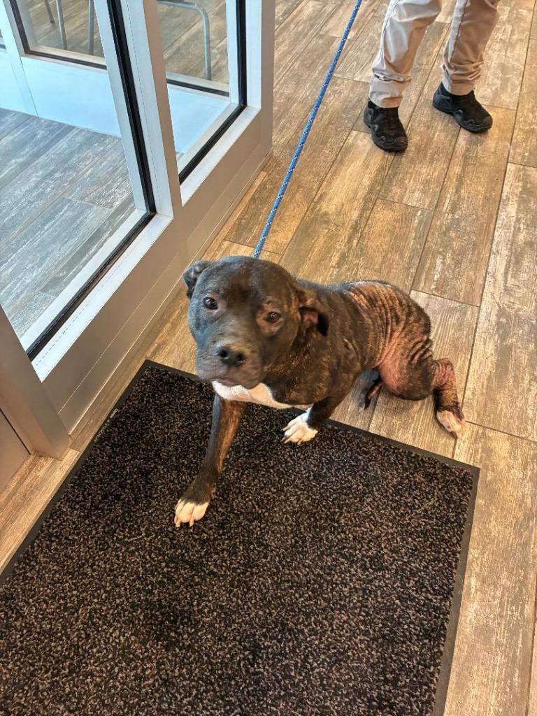 Greta Yrly 226, a Adoptable mixed breed in Sidney, OH image 3/6