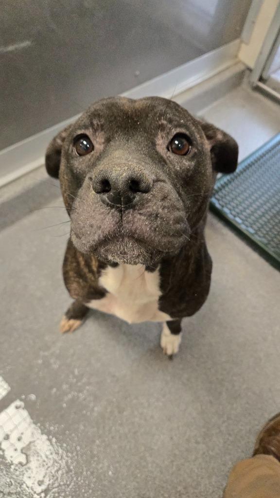 Greta Yrly 226, a Adoptable mixed breed in Sidney, OH image 4/6