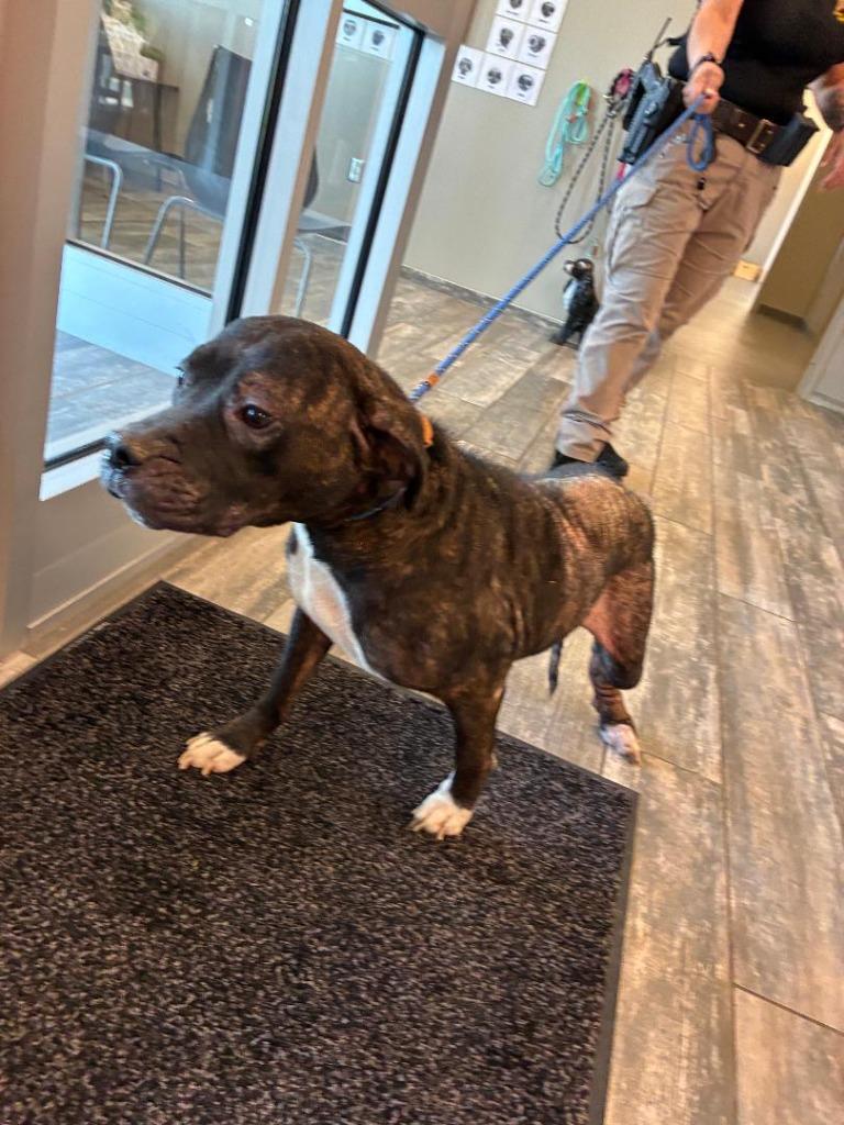 Greta Yrly 226, a Adoptable mixed breed in Sidney, OH image 5/6
