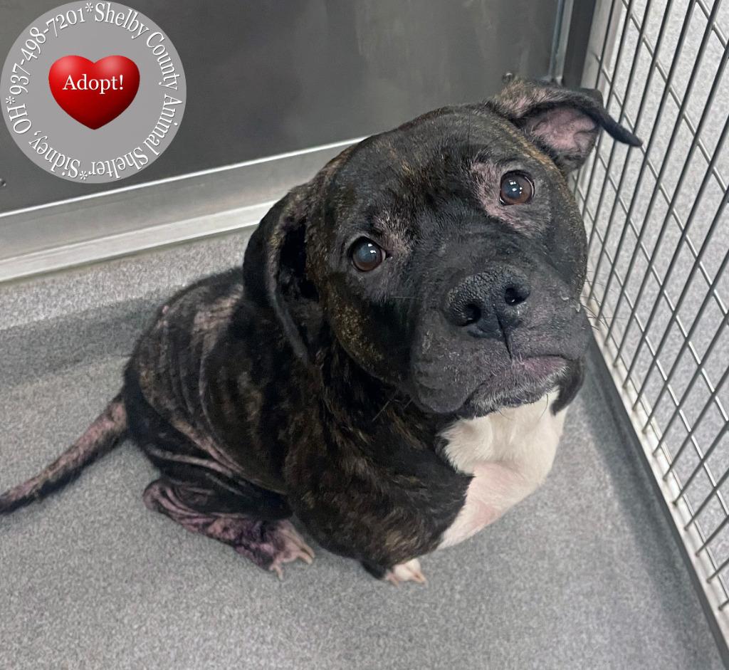 Greta Yrly 226, a Adoptable mixed breed in Sidney, OH image 6/6