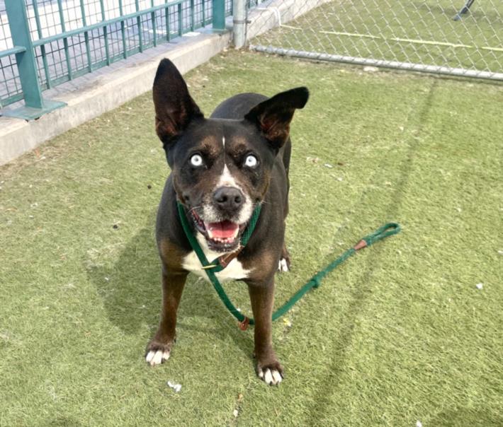 SOL, Adoptable, Adult Female German Shepherd Dog & Mixed Breed.