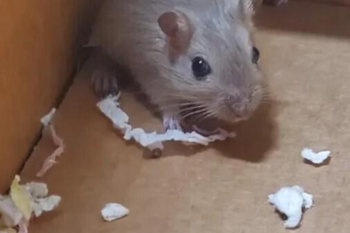 Moose & Sterling, Adoptable, Adult Male Gerbil.
