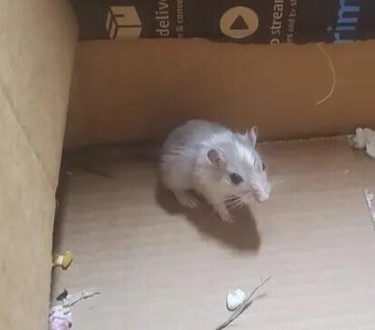 Enlarge Moose & Sterling, a Adoptable Gerbil in Port Saint Lucie, FL image 2/2