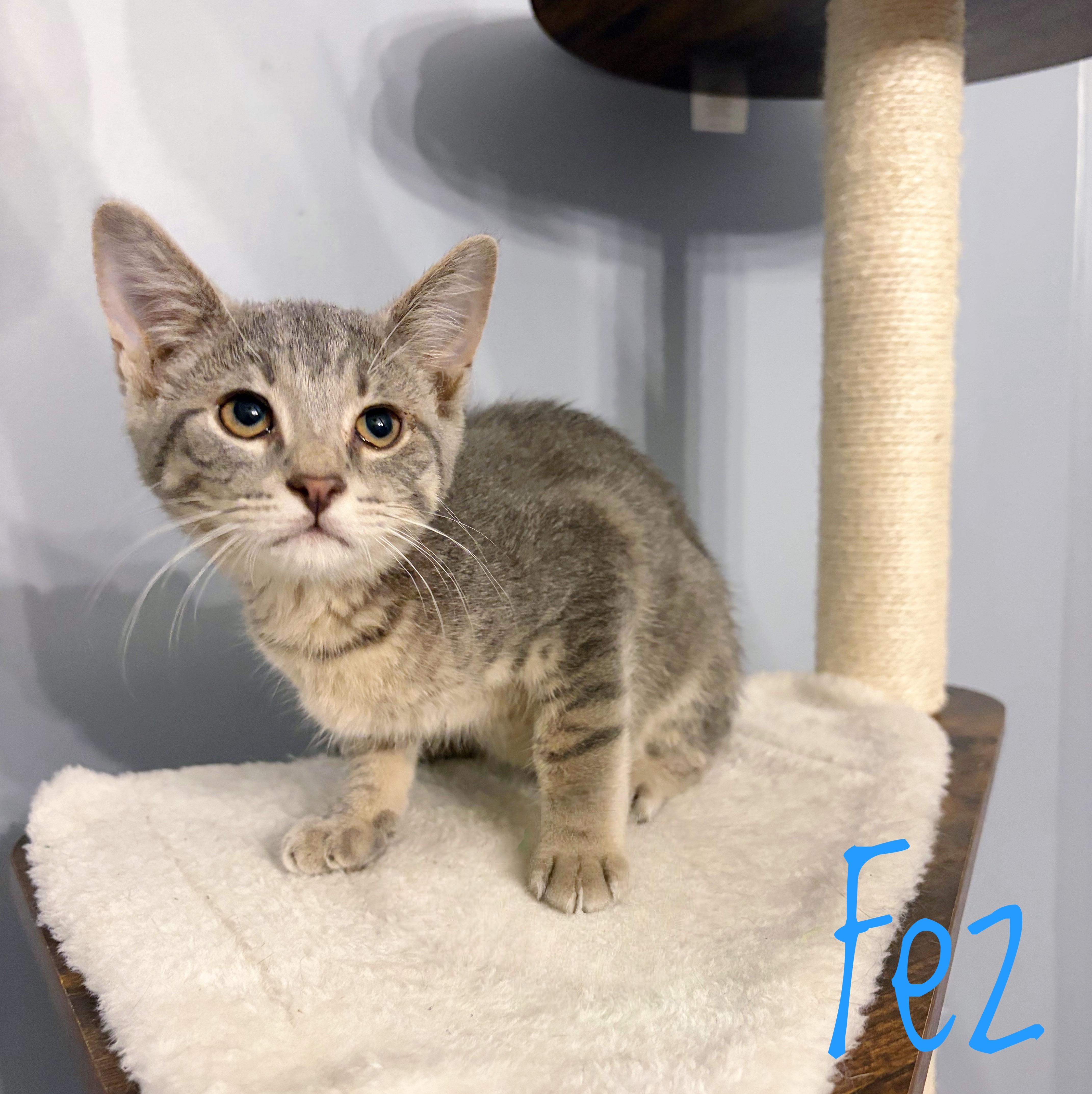 Fez, an adoptable Domestic Short Hair in Bethel, OH image 2/2