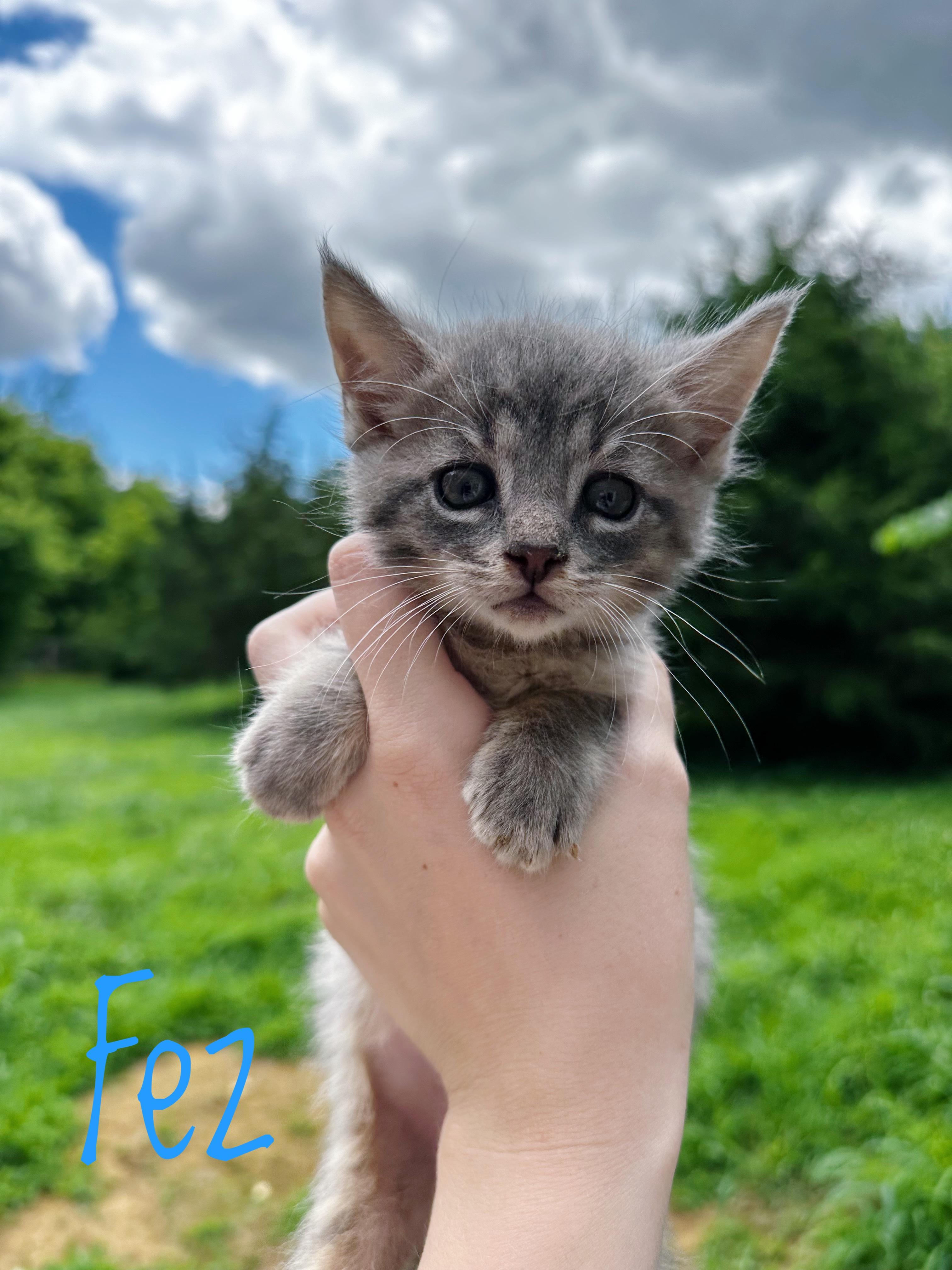 Enlarge Fez, a ADOPTABLE Domestic Short Hair in Bethel, OH image 1/1
