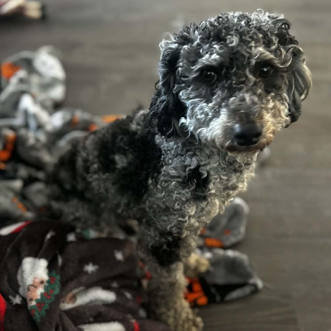 Xavier, Adoptable, Young Male Miniature Poodle.