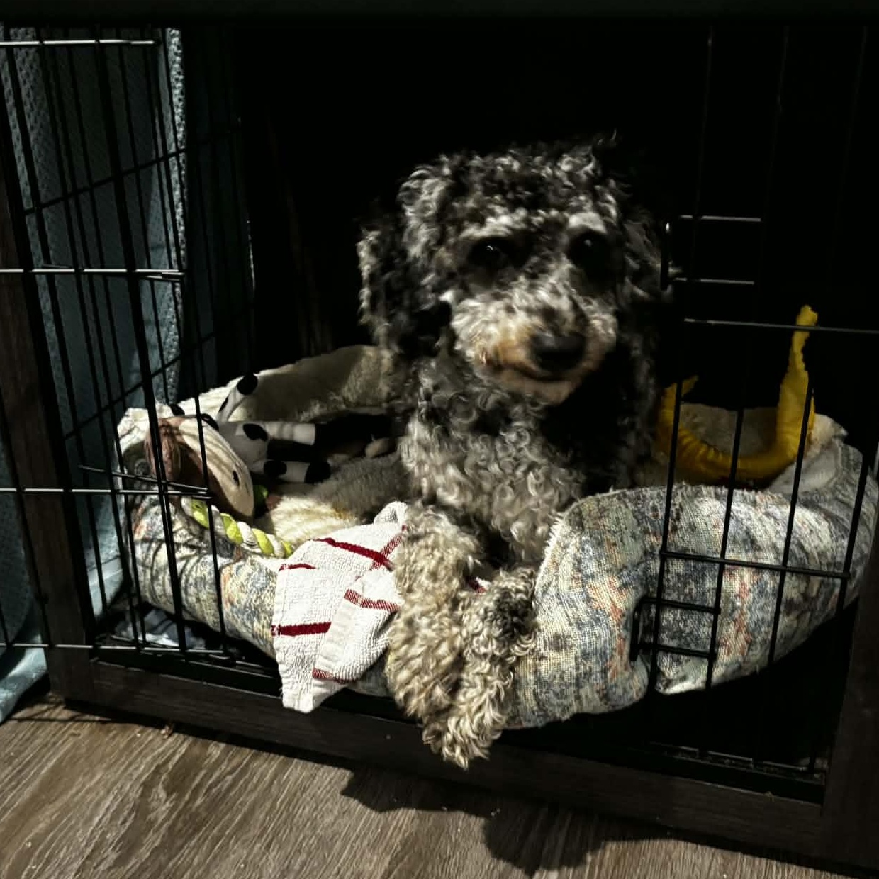 Xavier, a Adoptable Miniature Poodle in Rochester, NY image 6/6