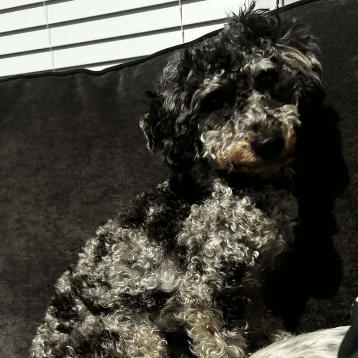 Xavier, a Adoptable Miniature Poodle in Rochester, NY image 3/6