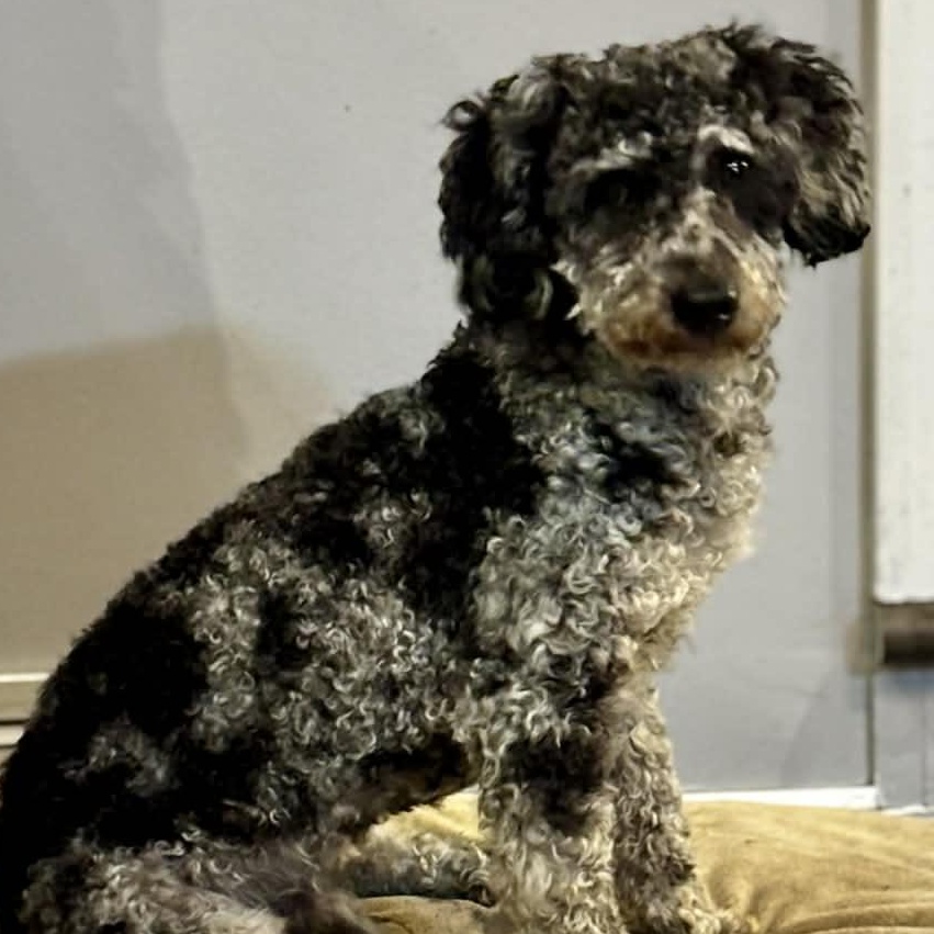Xavier, a Adoptable Miniature Poodle in Rochester, NY image 2/6