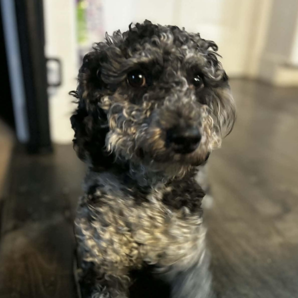 Xavier, a Adoptable Miniature Poodle in Rochester, NY image 4/6