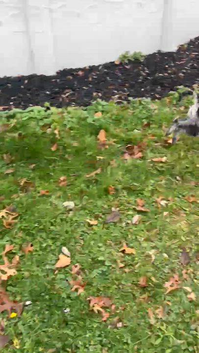 Enlarge Xavier, a Adoptable Miniature Poodle in Rochester, NY video 5/6