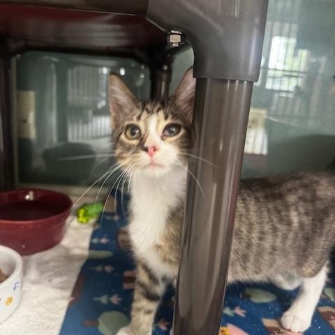 Enlarge Loofah and Q-Tip, a ADOPTABLE Domestic Short Hair in Hutchinson, MN image 5/5