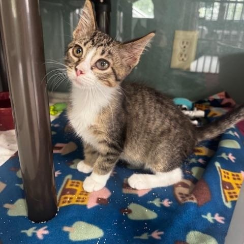 Enlarge Loofah and Q-Tip, a ADOPTABLE Domestic Short Hair in Hutchinson, MN image 2/5