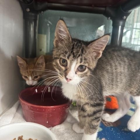 Enlarge Loofah and Q-Tip, a ADOPTABLE Domestic Short Hair in Hutchinson, MN image 4/5