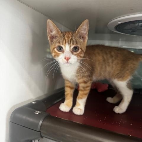 Enlarge Loofah and Q-Tip, a ADOPTABLE Domestic Short Hair in Hutchinson, MN image 3/5