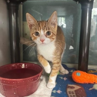 Loofah and Q-Tip, ADOPTABLE, Kitten Female Domestic Short Hair.