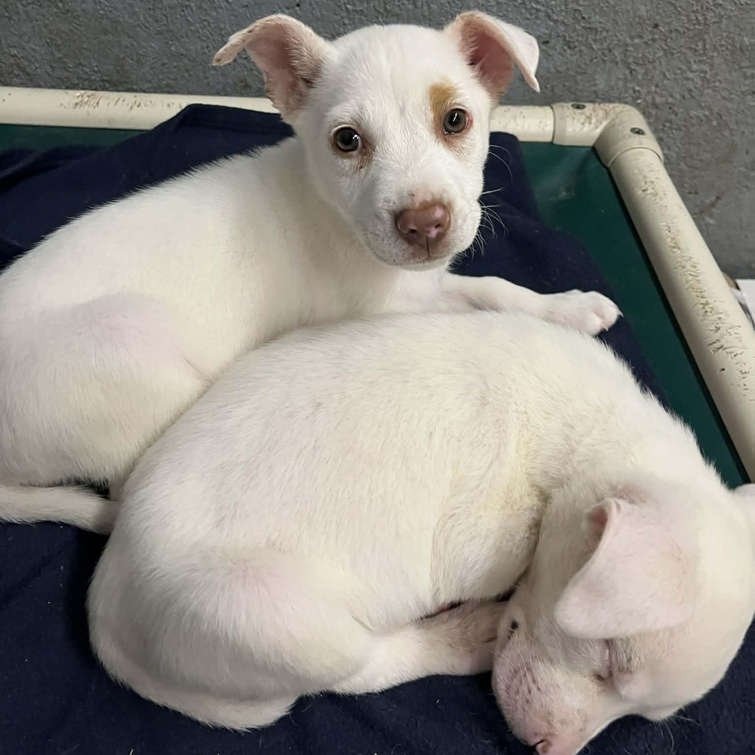 Enlarge Amber, a Adoptable mixed breed in Kentwood, MI image 3/6