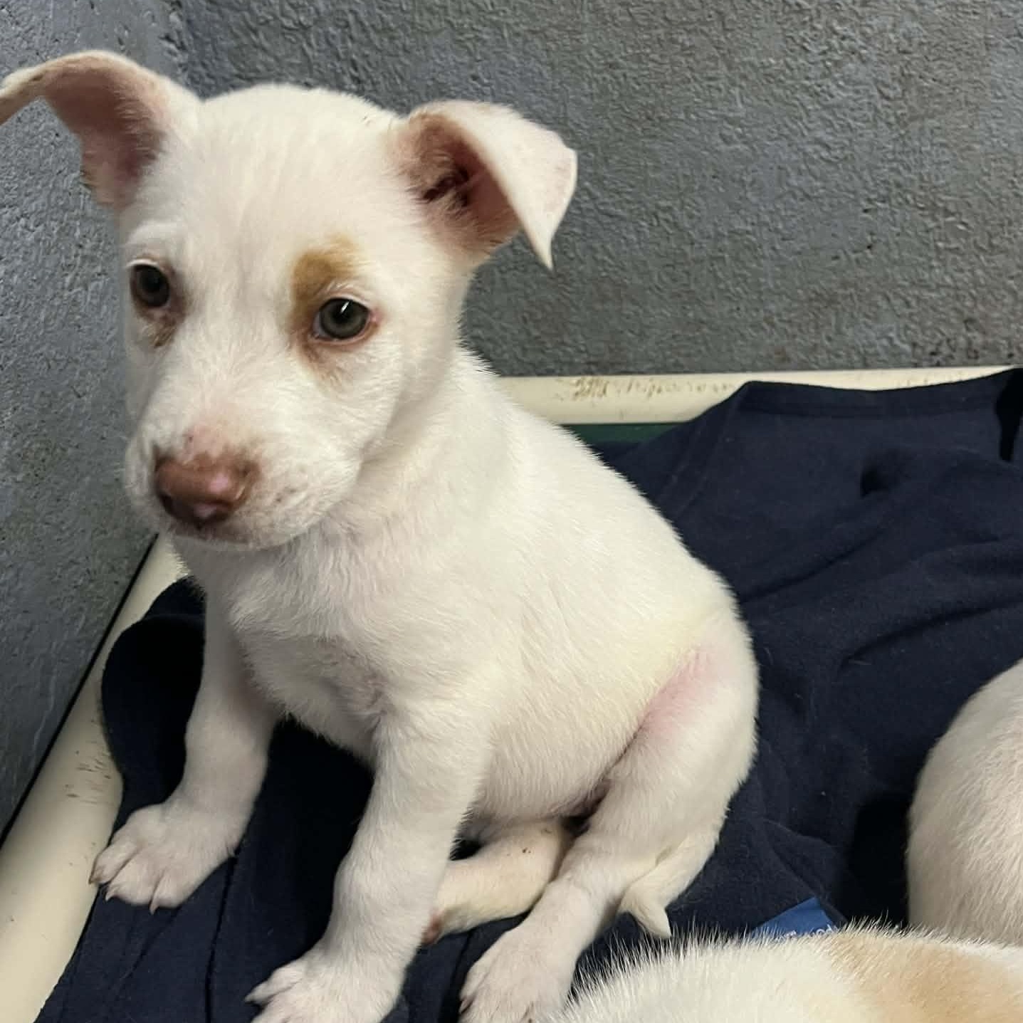 Enlarge Amber, a Adoptable mixed breed in Kentwood, MI image 5/6