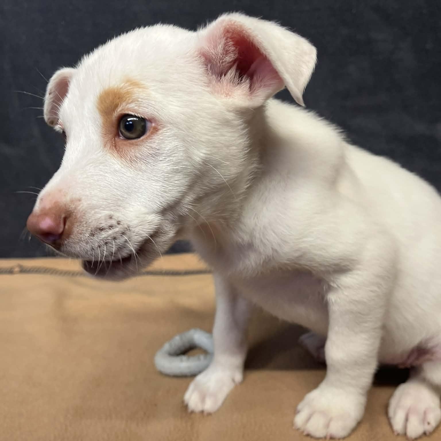 Enlarge Amber, a Adoptable mixed breed in Kentwood, MI image 4/6