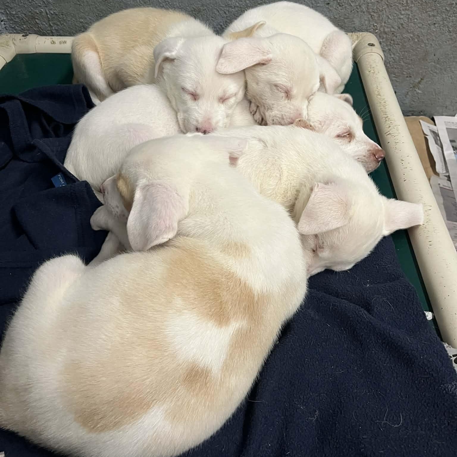 Enlarge Amber, a Adoptable mixed breed in Kentwood, MI image 6/6