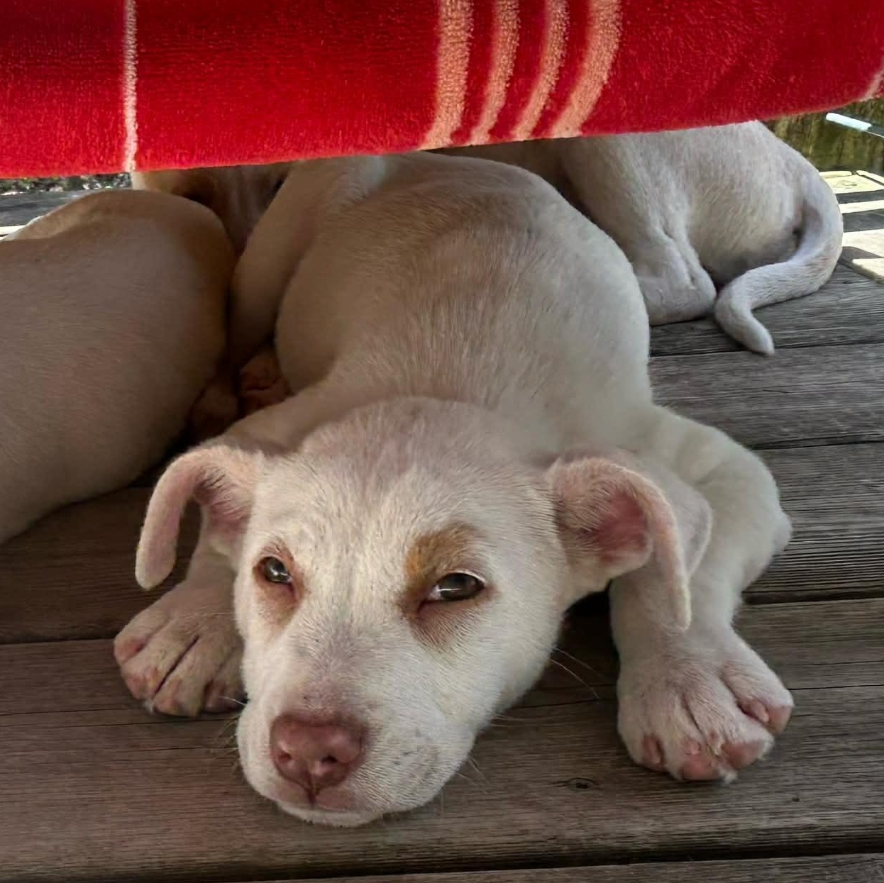 Enlarge Amber, an adopted mixed breed in Kentwood, MI image 3/6