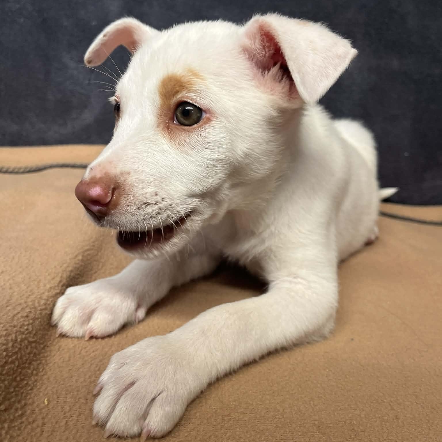 Amber, Adoptable, Puppy Female Australian Shepherd.
