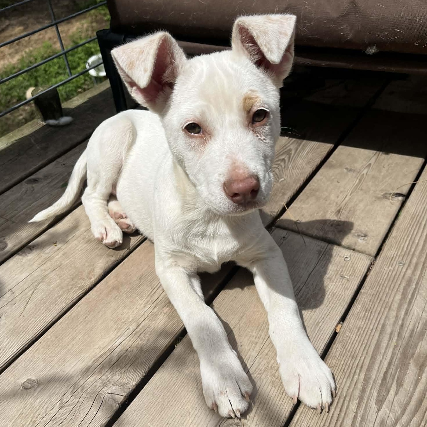 Enlarge Amber, an adopted mixed breed in Kentwood, MI image 1/6
