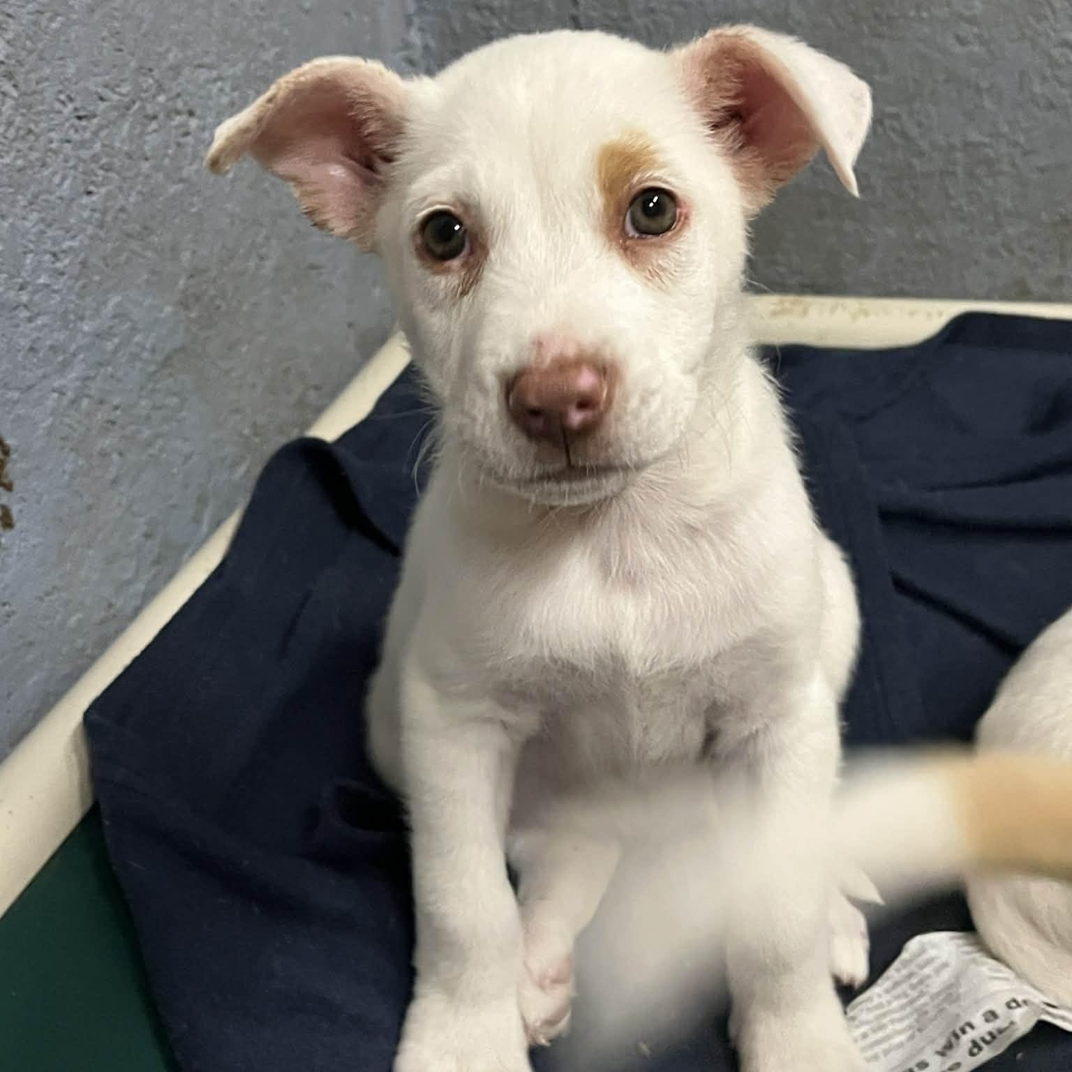 Enlarge Amber, a Adoptable mixed breed in Kentwood, MI image 2/6