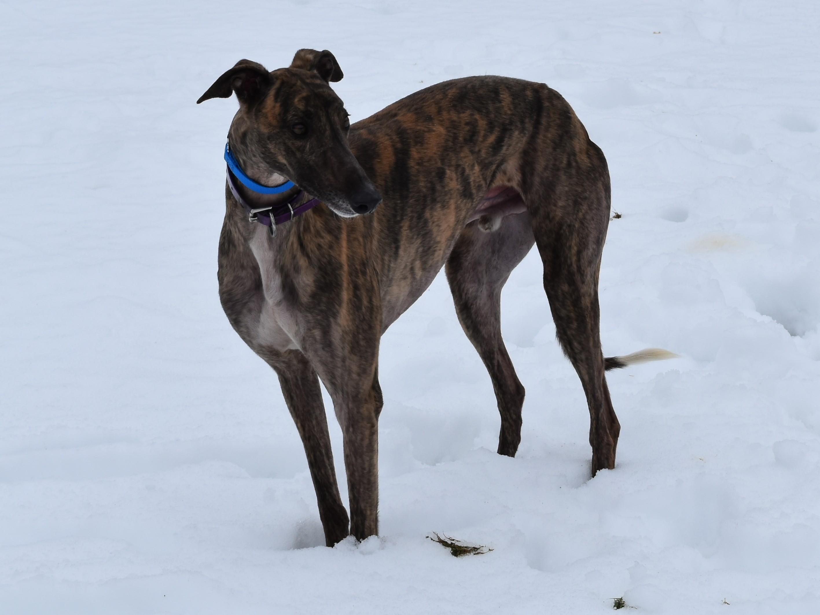 TMC Turbo Zack "Zack", a ADOPTABLE Greyhound in Chagrin Falls, OH image 1/3