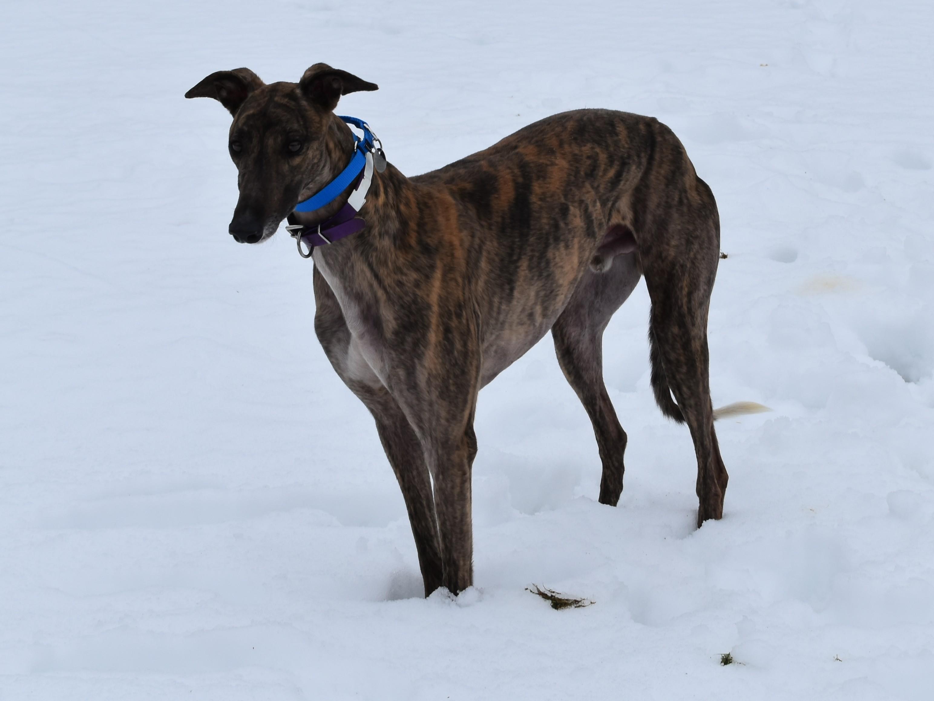 TMC Turbo Zack "Zack", a ADOPTABLE Greyhound in Chagrin Falls, OH image 3/3